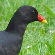 Common Moorhen