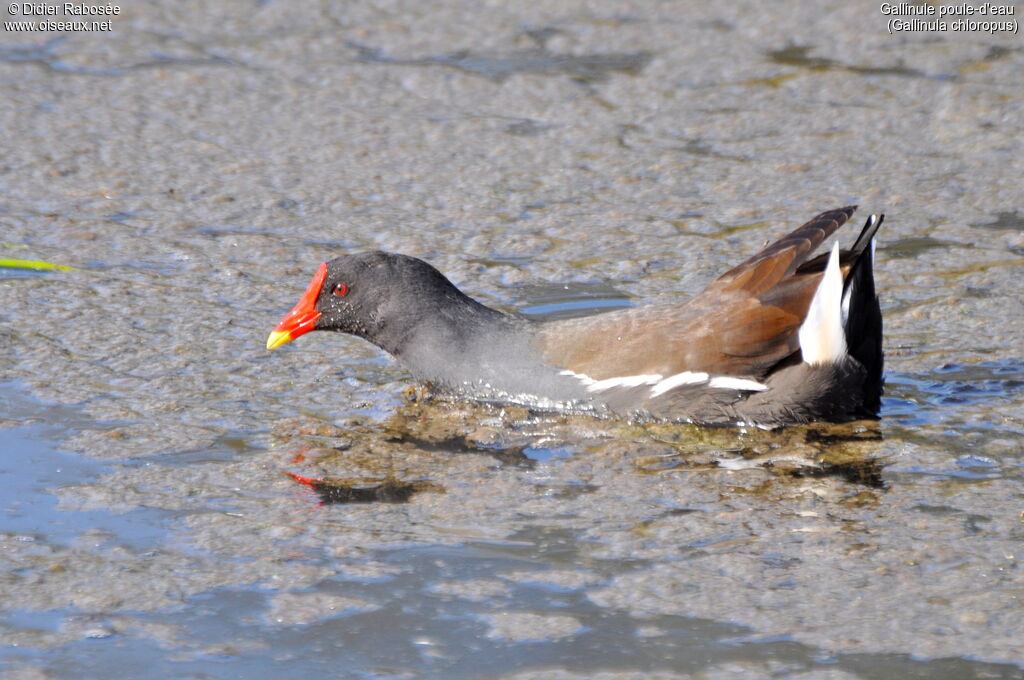 Gallinule poule-d'eauadulte