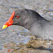 Common Moorhen