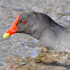 Gallinule poule-d'eau