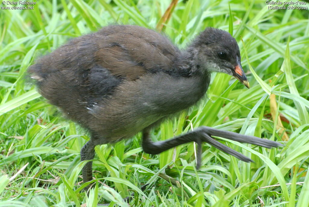 Gallinule poule-d'eaujuvénile