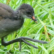 Gallinule poule-d'eau