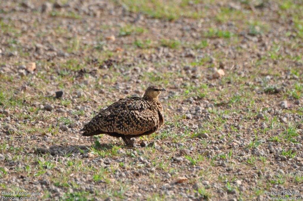 Yellow-throated Sandgrouse female