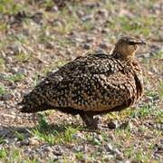 Yellow-throated Sandgrouse