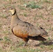 Yellow-throated Sandgrouse