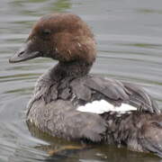 Common Goldeneye