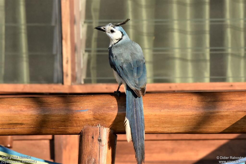 White-throated Magpie-Jay