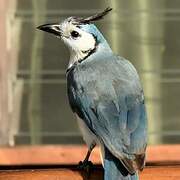 White-throated Magpie-Jay