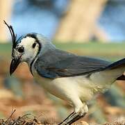 White-throated Magpie-Jay