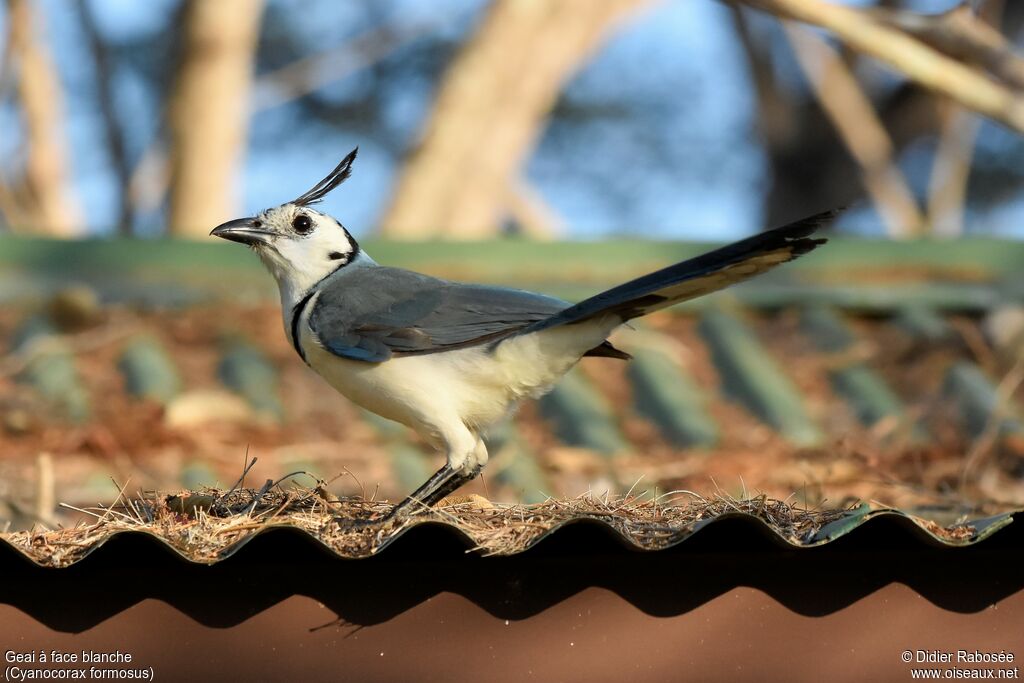 White-throated Magpie-Jay