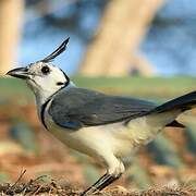 White-throated Magpie-Jay