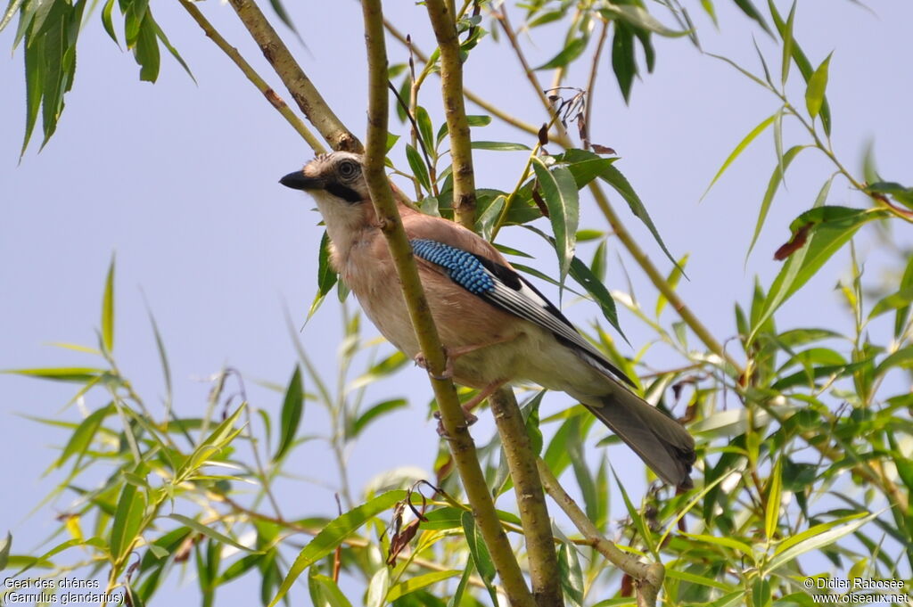 Eurasian Jay