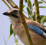 Eurasian Jay