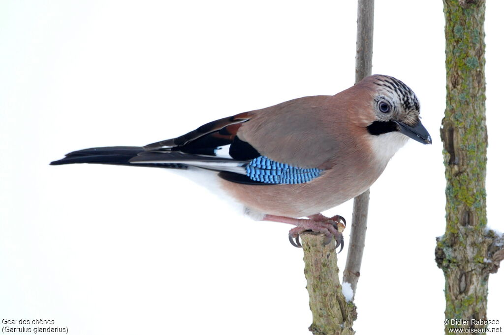 Eurasian Jay