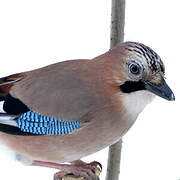 Eurasian Jay