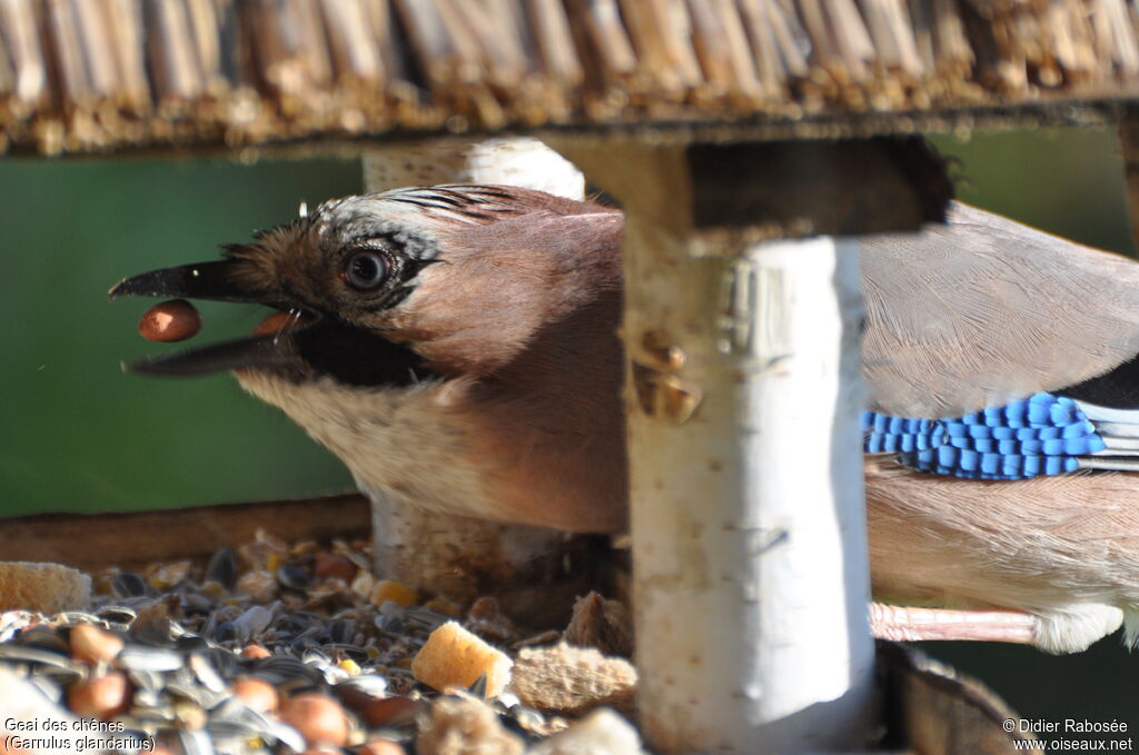 Eurasian Jay, feeding habits, Behaviour