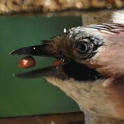 Eurasian Jay