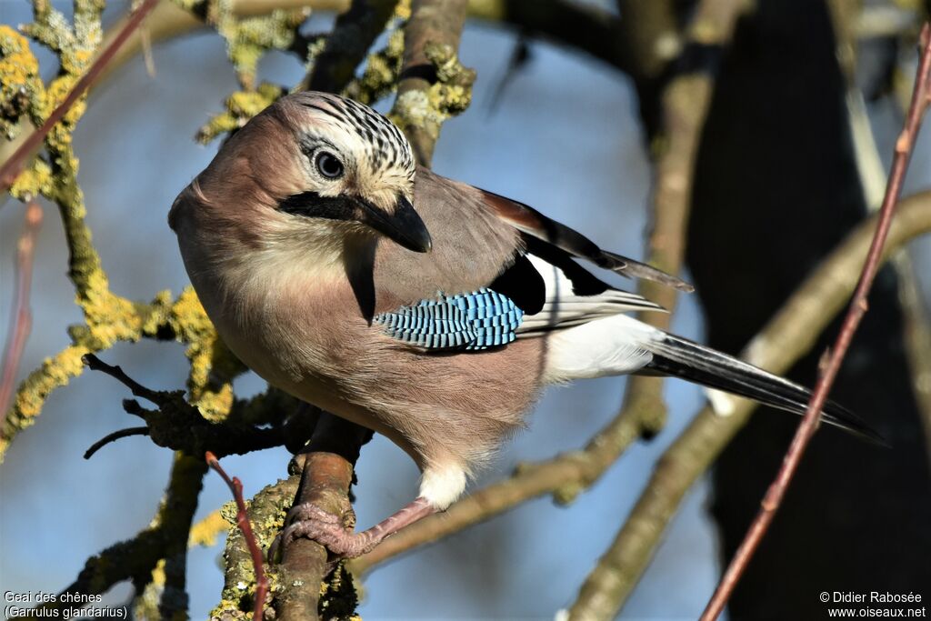 Eurasian Jay