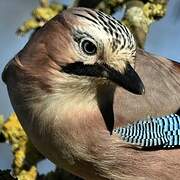 Eurasian Jay