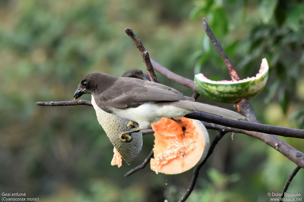 Brown Jay, eats