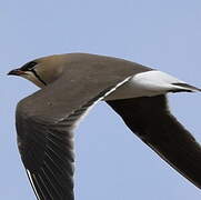 Collared Pratincole