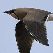 Collared Pratincole