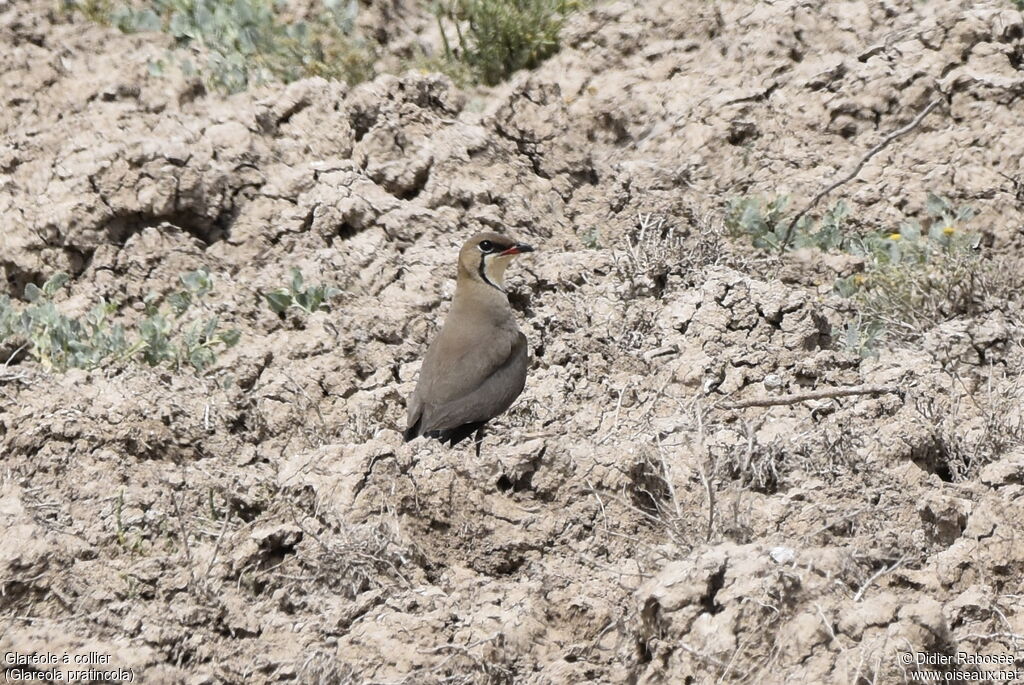 Collared Pratincoleadult