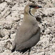 Collared Pratincole