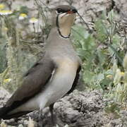 Collared Pratincole