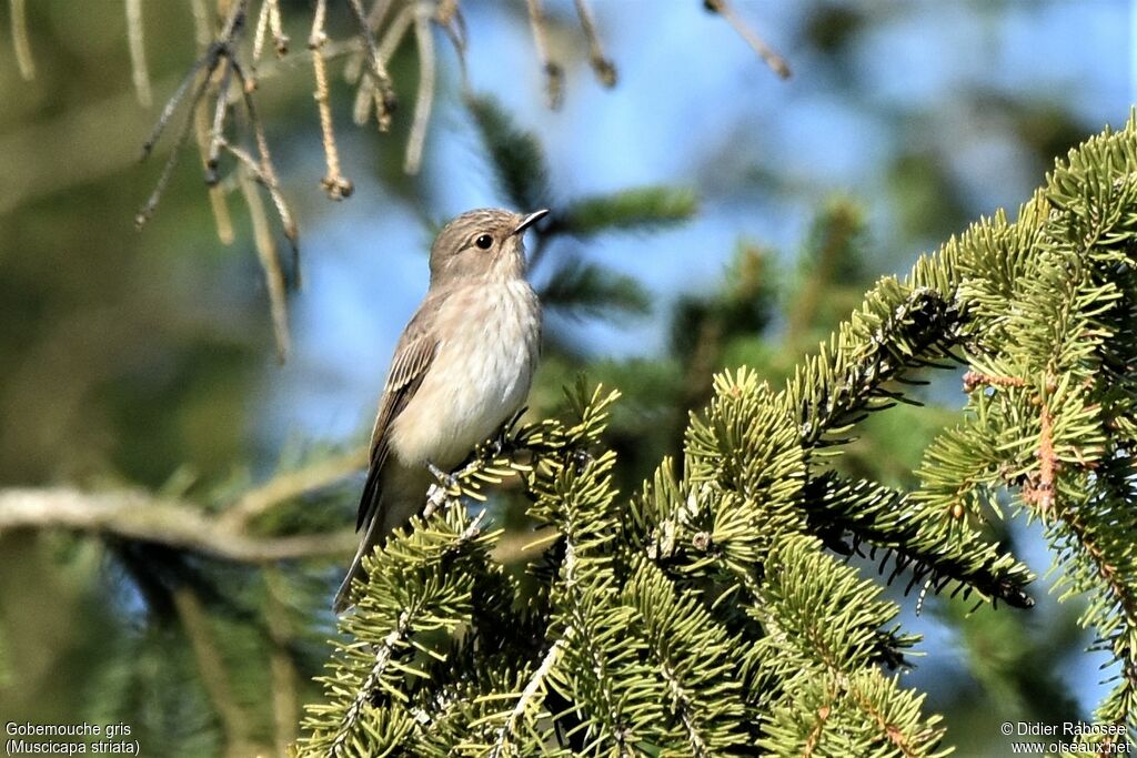 Spotted Flycatcheradult