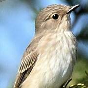 Spotted Flycatcher