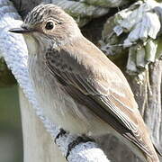 Spotted Flycatcher