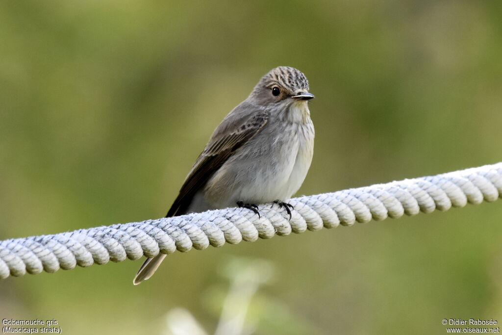 Spotted Flycatcheradult