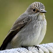 Spotted Flycatcher