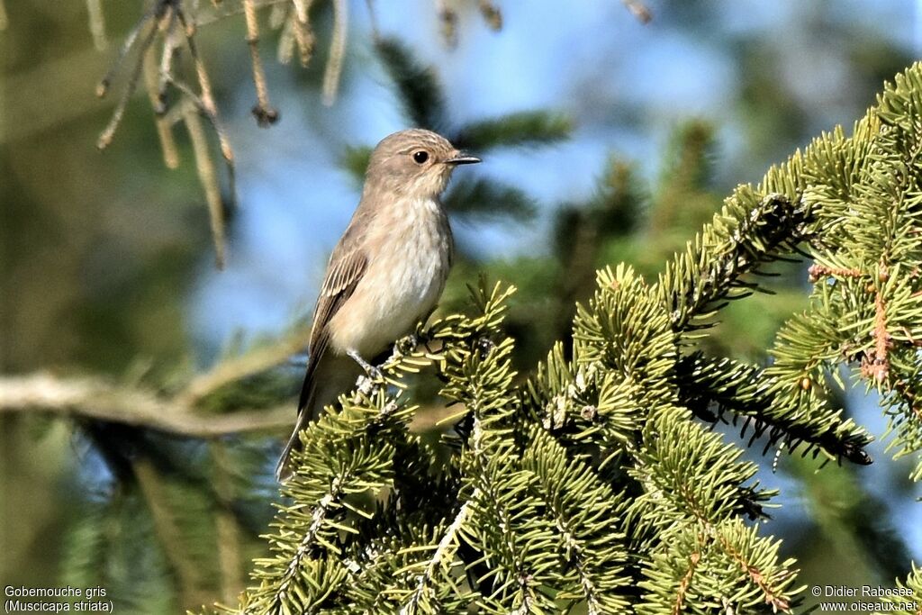 Spotted Flycatcheradult