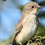 Spotted Flycatcher