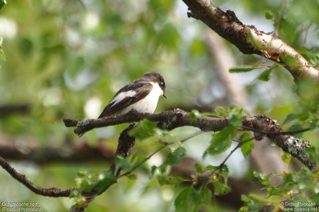 European Pied Flycatcher male