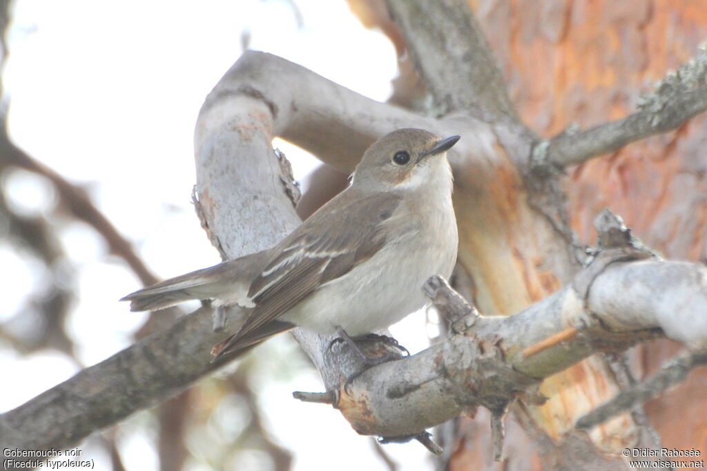 European Pied Flycatcher female