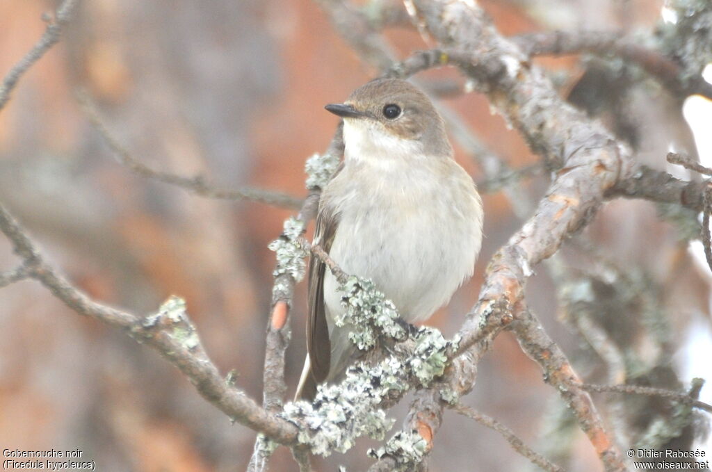 European Pied Flycatcher female