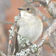 European Pied Flycatcher