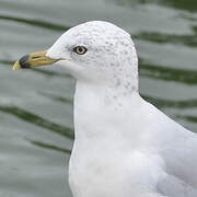 Ring-billed Gull