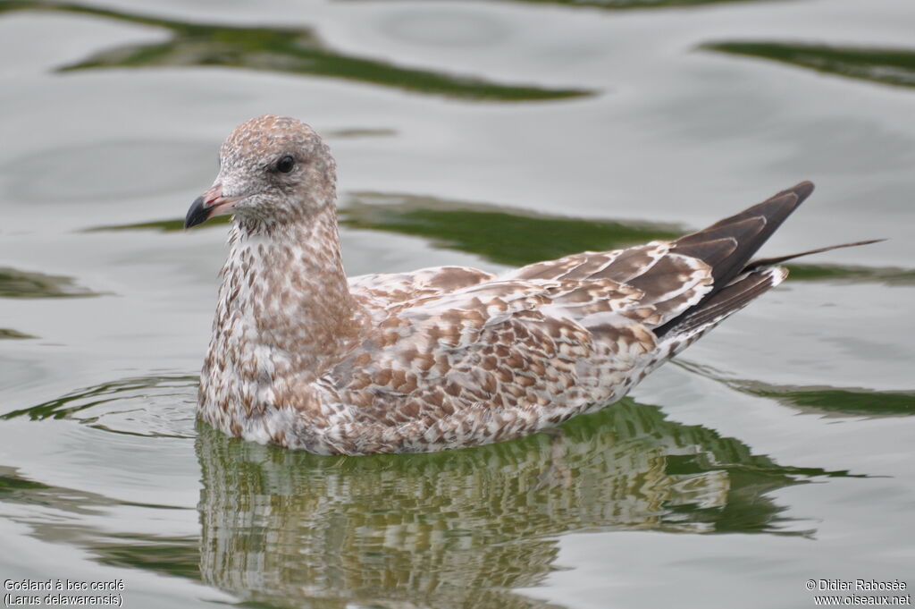 Ring-billed Gulljuvenile