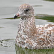 Ring-billed Gull