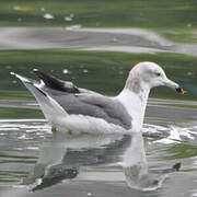 Black-tailed Gull