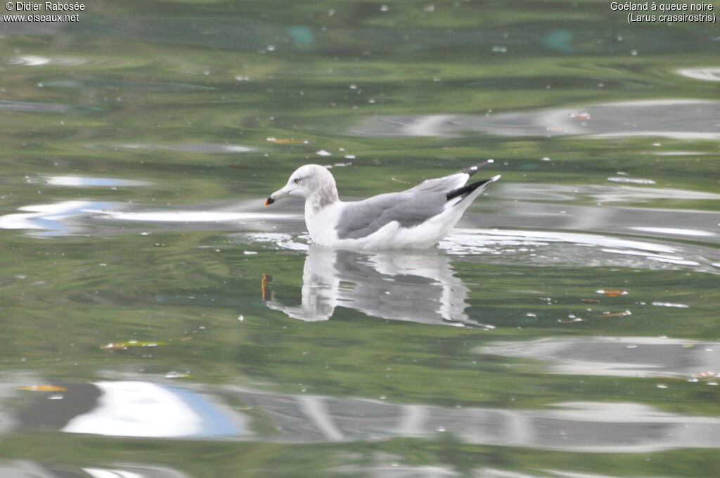 Black-tailed Gull