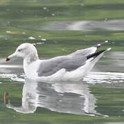 Black-tailed Gull