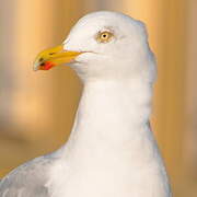 European Herring Gull