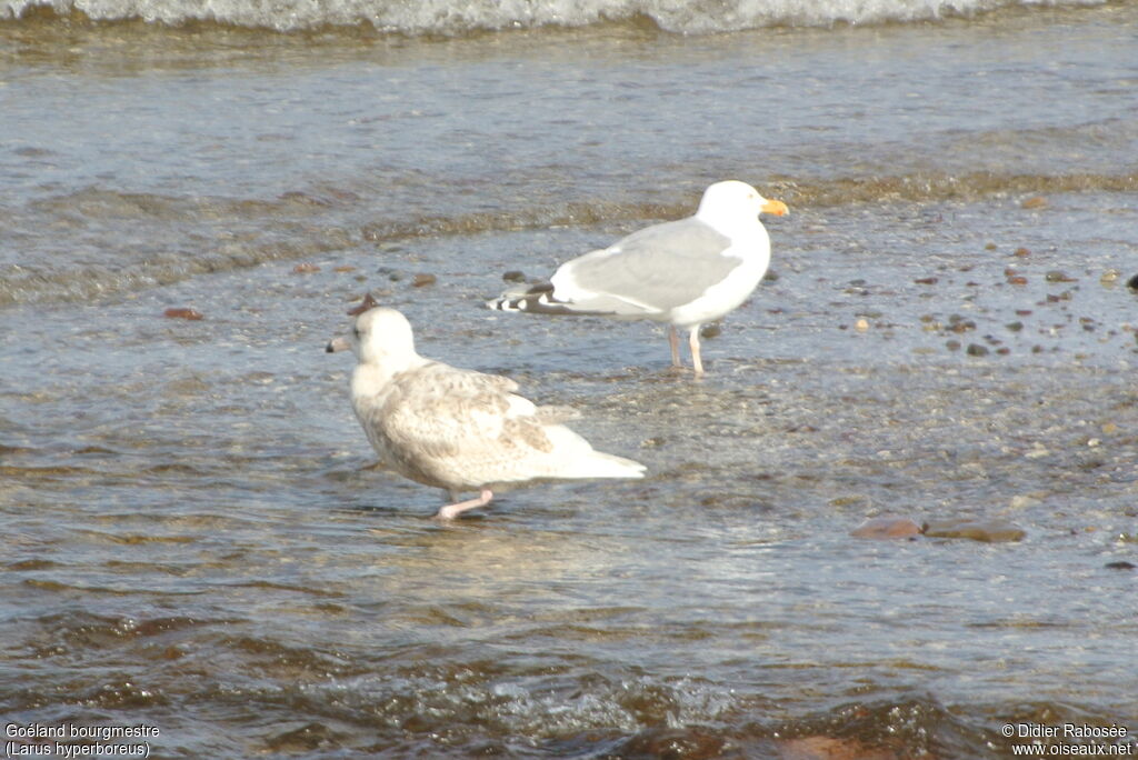 Glaucous GullSecond year