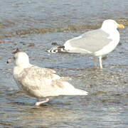 Glaucous Gull