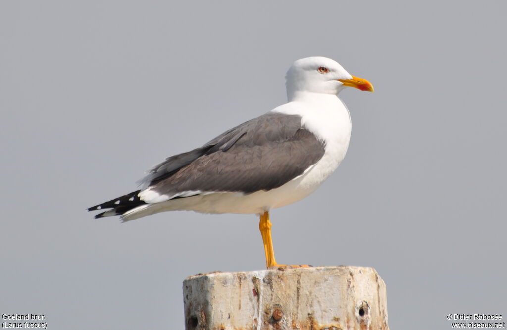 Lesser Black-backed Gulladult